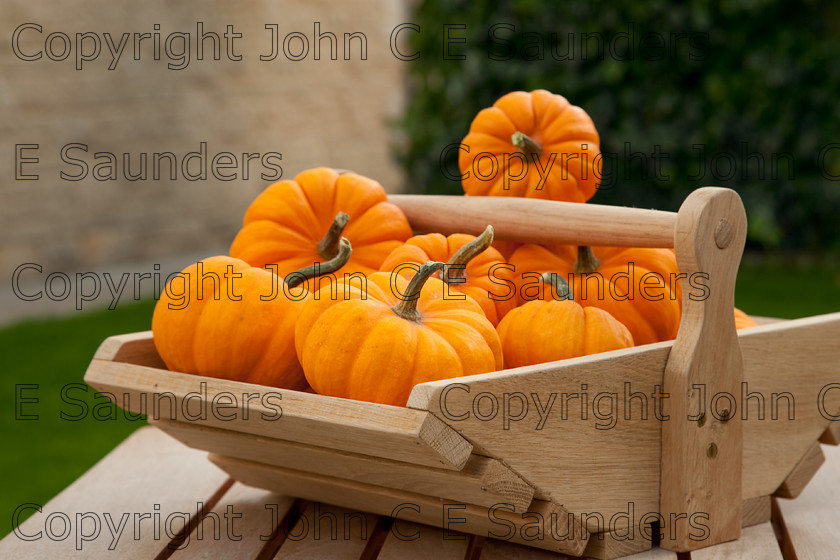 IMG 0414 
 Pumpkins 
 Keywords: pumpkins,orange,small,vegetables,fruits,several,round,spherical,fresh,ripe,harvested,plenty,halloween,autumn
