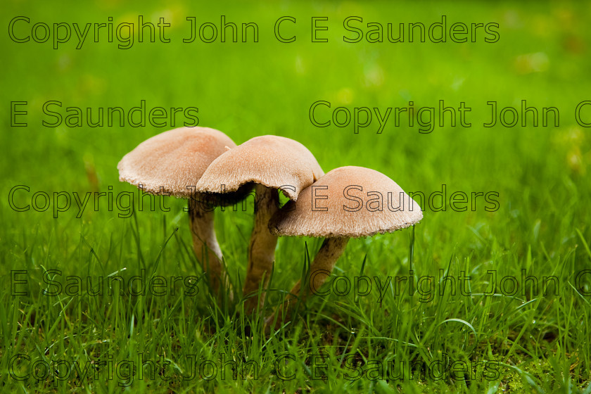 IMG 0438 
 Three mushrooms 
 Keywords: mushroom,mushrooms,fungi,brown,growing,edible,raw,ripe,grass,green,lawn,garden,ingredient,food,autumn