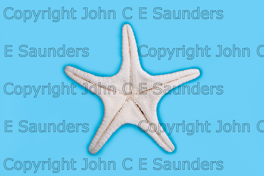 IMG 1677 
 Starfish underside 
 Keywords: starfish,echinoderm,shellfish,exoskeleton,five,arm,symmetry,sea,beach,coast,ocean,pattern,shape,sea creature,marine life,white,blue,background,isolated,underside