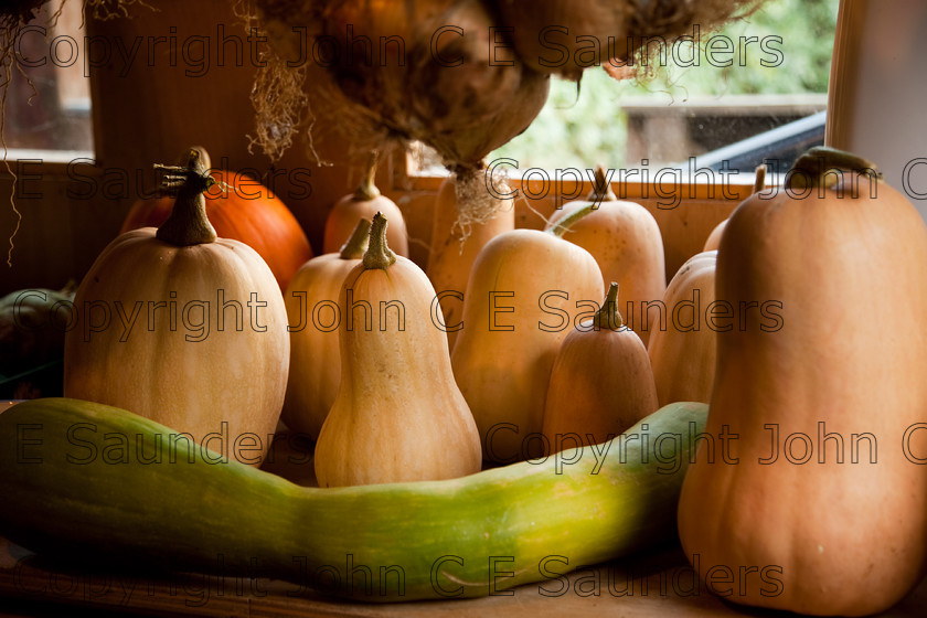IMG 0431 
 Squash vegetables 
 Keywords: butternut squash,squash,gourds,brown,marrow,pumpkin,harvest,harvested,horticulture,grown,ripe,fresh,food,ingredient,autumn