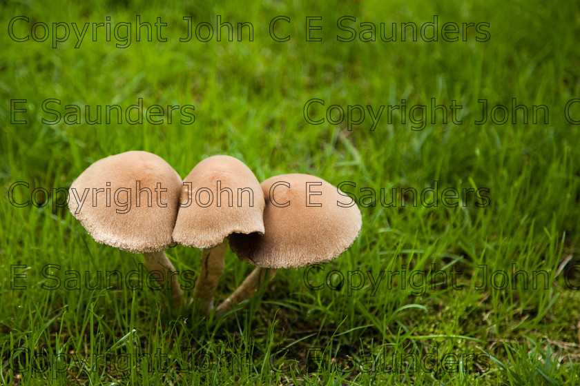 IMG 0433 
 Trio of mushrooms 
 Keywords: mushroom,mushrooms,fungi,brown,growing,edible,raw,ripe,grass,green,lawn,garden,ingredient,food,autumn
