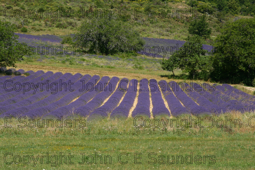 IMG 9322 
 Lavender 03 
 Keywords: lavender,farming,field,rows,green,France