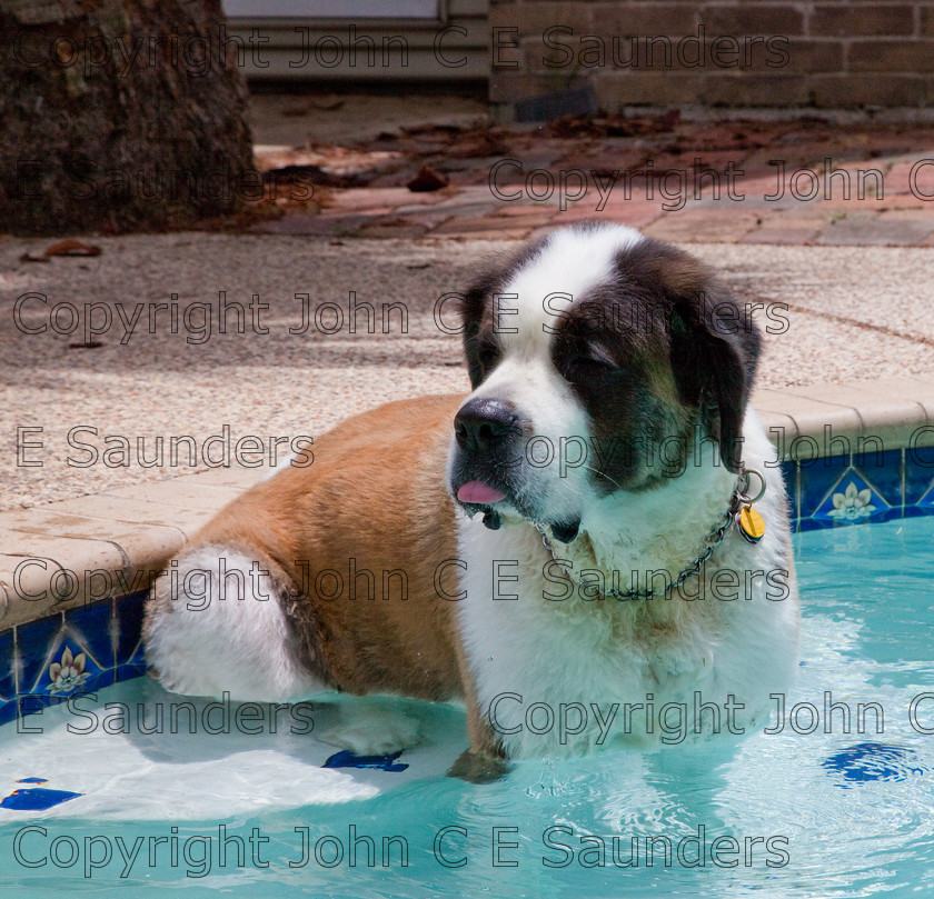 IMG 3891 
 A Saint Bernard dog enjoying the sunshine. 
 Keywords: Saint Bernard, animal, brown, dog, fur, hound, large, one, pet, snout, tame, white