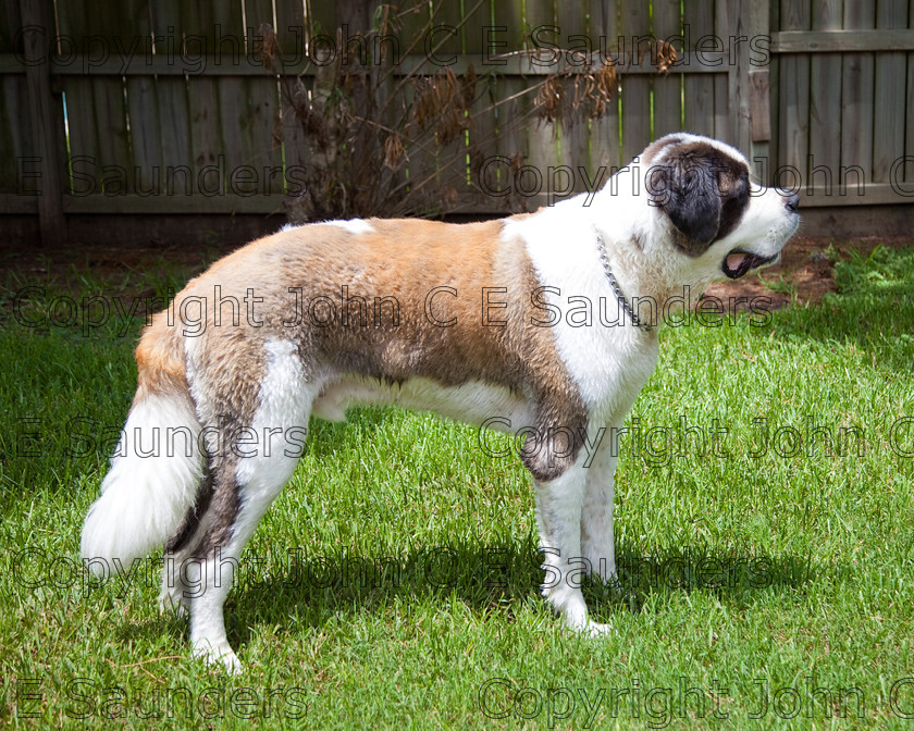 IMG 3987 
 A Saint Bernard dog enjoying the sunshine. 
 Keywords: Saint Bernard, animal, brown, dog, fur, hound, large, one, pet, snout, tame, white