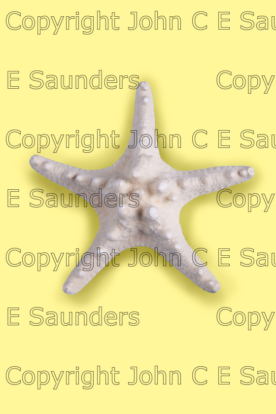 IMG 1683 
 Starfish on yellow 
 Keywords: starfish,echinoderm,shellfish,exoskeleton,five,arm,symmetry,sea,beach,coast,ocean,pattern,shape,sea creature,marine life,white,yellow,background,isolated