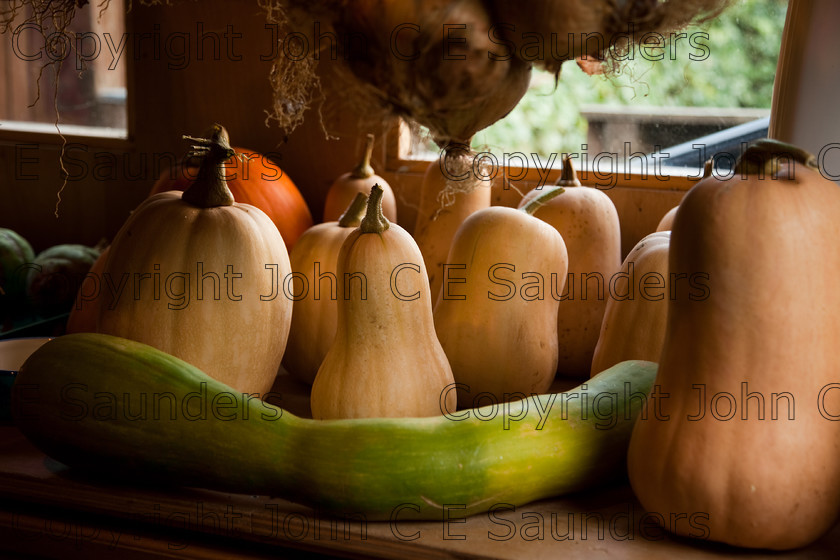 IMG 0429 
 Butternut squash 
 Keywords: butternut squash,squash,gourds,brown,marrow,pumpkin,harvest,harvested,horticulture,grown,ripe,fresh,food,ingredient,autumn