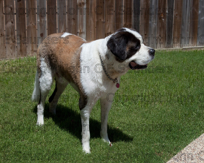 IMG 3876 
 A Saint Bernard dog enjoying the sunshine. 
 Keywords: Saint Bernard, animal, brown, dog, fur, hound, large, one, pet, snout, tame, white