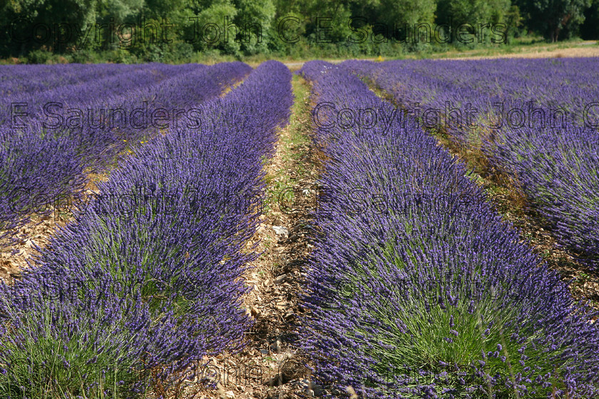 IMG 9312 
 Lavender 04 
 Keywords: lavender,field,rows,farming,France
