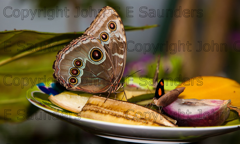 IMG 2951 
 A Blue Morpho Butterfly (Morpho peleides) eating fruit on a plate. 
 Keywords: Nature, Small, abdomen, animal, blue, brown, butterfly, circles, colorful, fauna, feeding, fruit, insect, morpho, pattern, peleides, spots, wildlife, wings