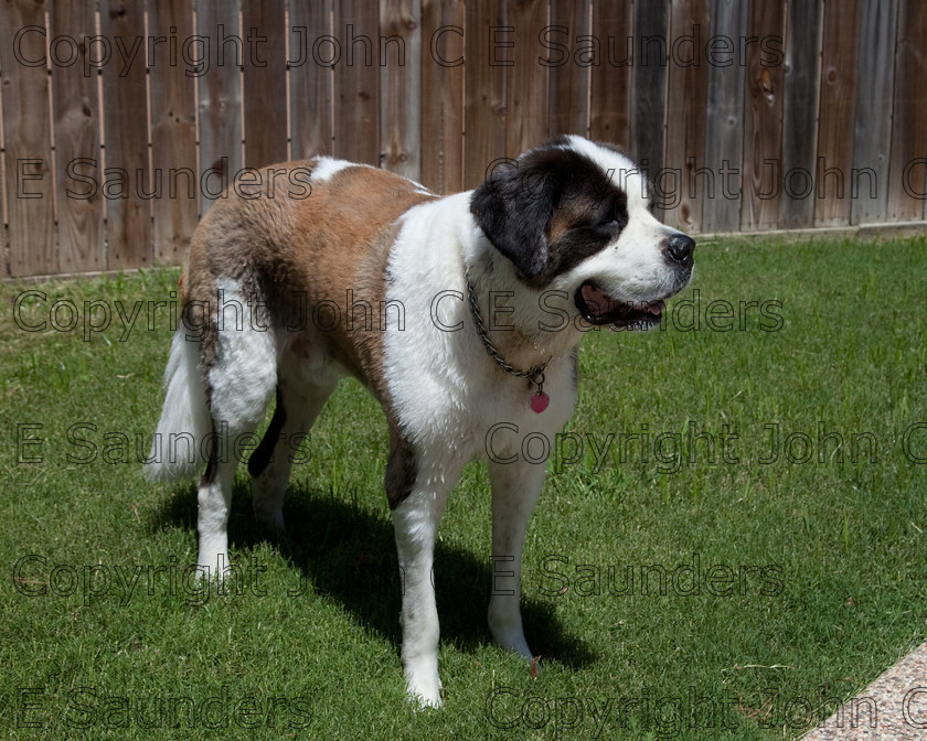 IMG 3875 
 A Saint Bernard dog enjoying the sunshine. 
 Keywords: Saint Bernard, animal, brown, dog, fur, hound, large, one, pet, snout, tame, white