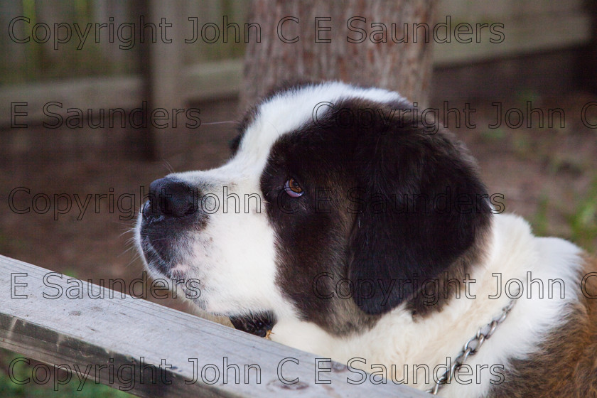 IMG 3885 
 A Saint Bernard dog enjoying the sunshine. 
 Keywords: Saint Bernard, animal, brown, dog, fur, hound, large, one, pet, snout, tame, white