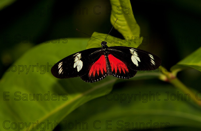 IMG 2974 
 Red Postman Mimic Butterfly (Heliconius melpomene agloope) perched on a leaf. 
 Keywords: Nature, Small, abdomen, animal, black, butterfly, colorful, ecuador, fauna, green, heliconius, insect, leaf, melpomene agloope, mimic, pattern, postman, red, symmetry, wildlife, wings