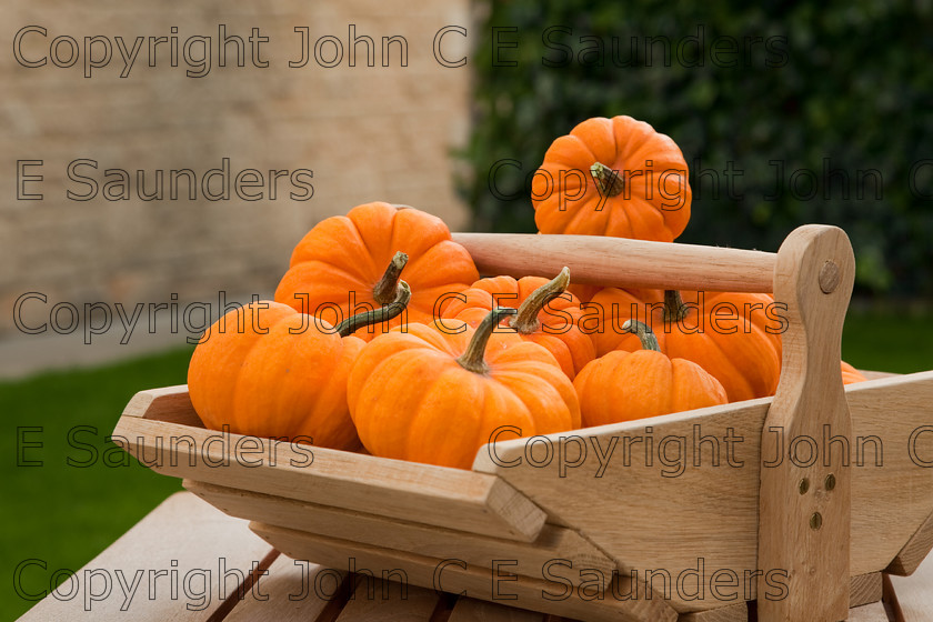 IMG 0415 
 Pumpkins 
 Keywords: pumpkins,orange,small,vegetables,fruits,several,round,spherical,fresh,ripe,harvested,plenty,halloween,autumn