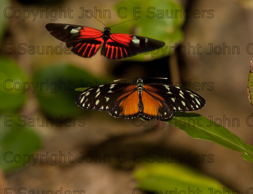 IMG 2930 
 A Yellow Tiger Longwing (Heliconius Ismenius) perching on a leaf and a Red Postman (Heliconius Erato Lativitta) flying nearby 
 Keywords: Ismenius, Nature, Small, abdomen, animal, black, butterfly, colorful, erato, fauna, flying, heliconius, insect, lativitta, leaf, longwing, orange, perching, postman, red, tiger, wildlife, wings, yellow