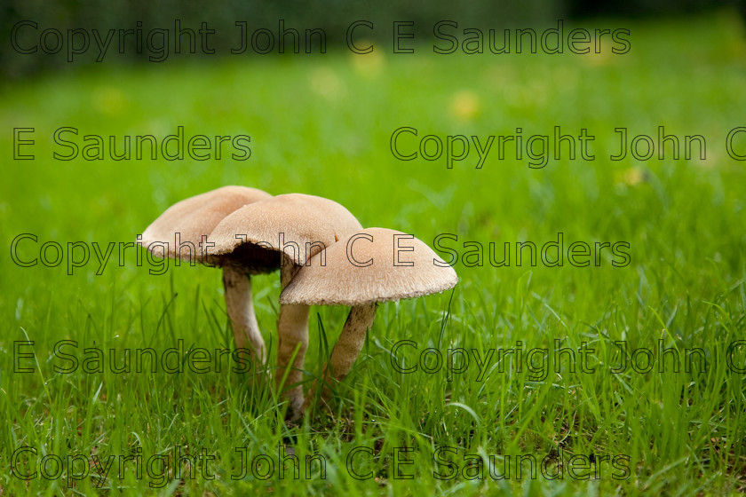 IMG 0437 
 Mushrooms in autumn 
 Keywords: mushroom,mushrooms,fungi,brown,growing,edible,raw,ripe,grass,green,lawn,garden,ingredient,food,autumn