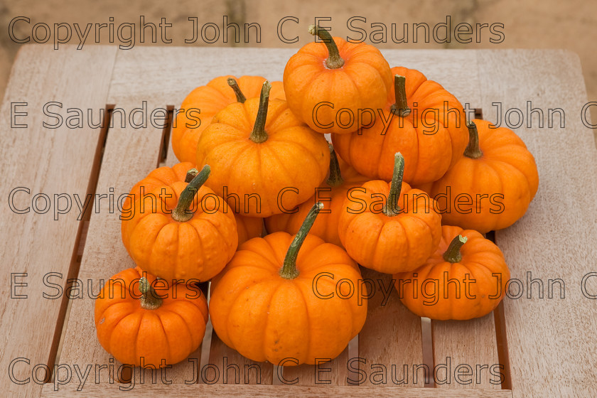 IMG 0404 
 Heap of pumpkins 
 Keywords: pumpkins,orange,small,vegetables,fruits,several,round,spherical,fresh,ripe,harvested,plenty,halloween,autumn
