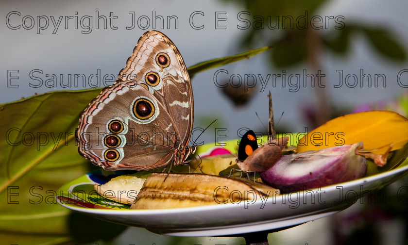 IMG 2952 
 A Blue Morpho Butterfly (Morpho peleides) eating fruit on a plate 
 Keywords: Nature, Small, abdomen, animal, blue, brown, butterfly, circles, colorful, fauna, feeding, fruit, insect, morpho, pattern, peleides, spots, wildlife, wings