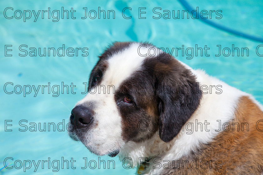IMG 3863 
 A Saint Bernard dog enjoying the sunshine. 
 Keywords: Saint Bernard, animal, brown, dog, fur, hound, large, one, pet, snout, tame, white