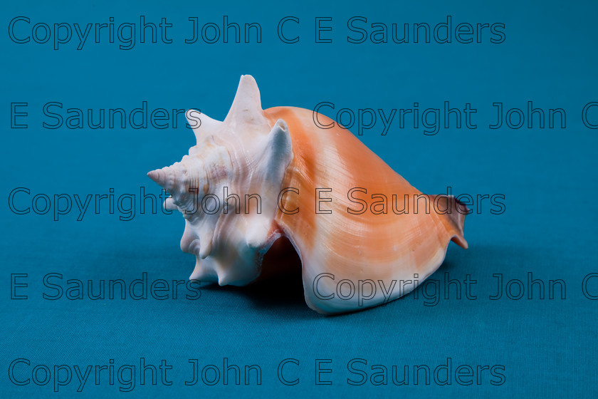 IMG 1699 
 Seashell 
 Keywords: seashell,shell,sea creature,beach,sea,ocean,marine life,empty,hollow,protective,home,spiral,texture,shape,beach