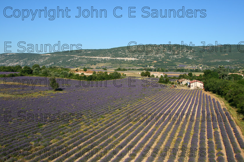 IMG 9288 
 Lavender 06 
 Keywords: lavender,field,farming,France,landscape,blue sky