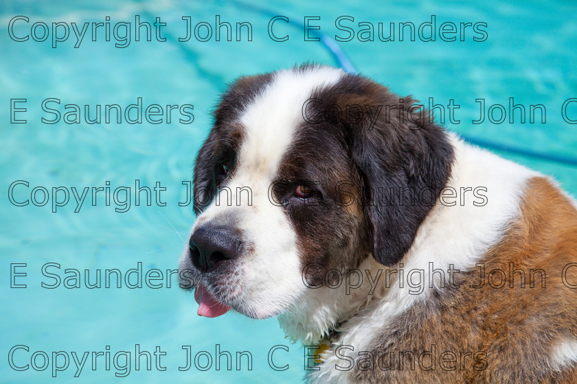 IMG 3864 
 A Saint Bernard dog enjoying the sunshine. 
 Keywords: Saint Bernard, animal, brown, dog, fur, hound, large, one, pet, snout, tame, white