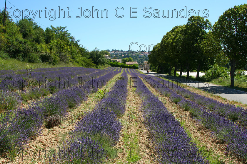 IMG 9330 
 Lavender near Sault 
 Keywords: lavender,rows,France,french,farming,road,trees,summer,agriculture,blue sky