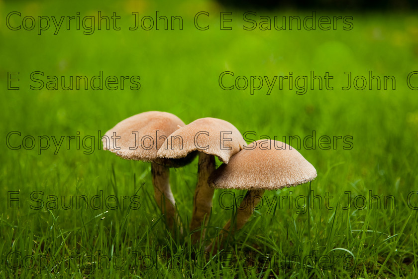 IMG 0439 
 Mushrooms 
 Keywords: mushroom,mushrooms,fungi,brown,growing,edible,raw,ripe,grass,green,lawn,garden,ingredient,food,autumn