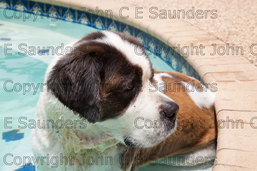 IMG 3905 
 A Saint Bernard dog enjoying the sunshine. 
 Keywords: Saint Bernard, animal, brown, dog, fur, hound, large, one, pet, snout, tame, white