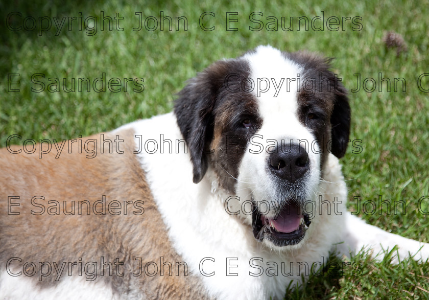 IMG 3982 
 A Saint Bernard dog enjoying the sunshine. 
 Keywords: Saint Bernard, animal, brown, dog, fur, hound, large, one, pet, snout, tame, white