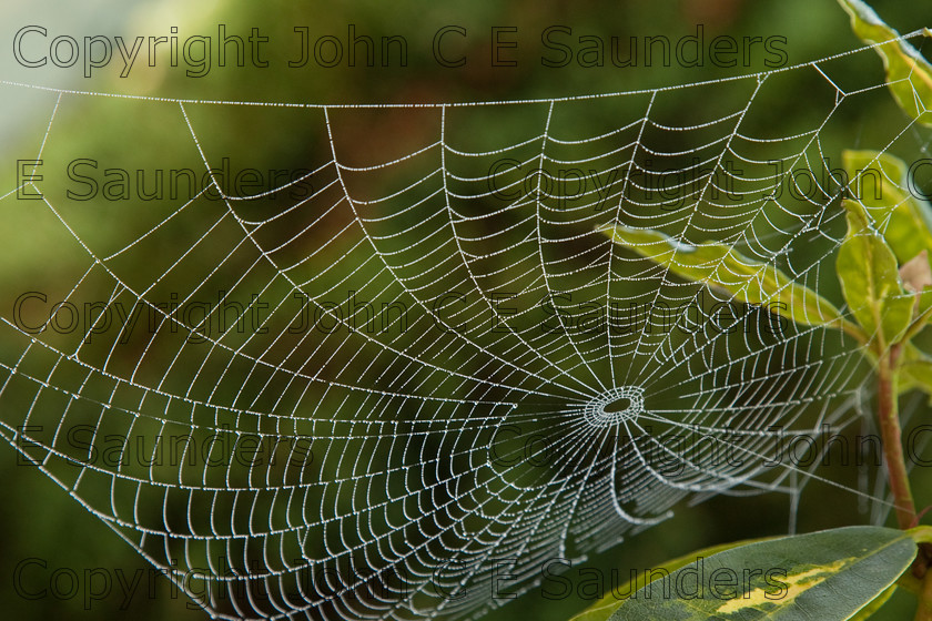 IMG 9939 
 Spider web 01 
 Keywords: spider web,web,spun,nature,dew,concentric,string,regular,symmetry,round,circular,success