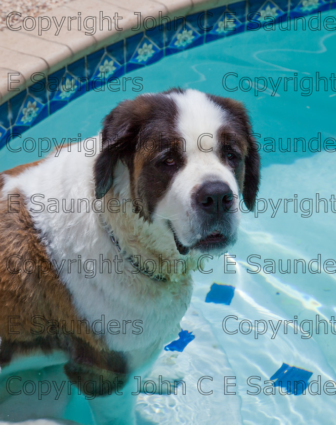 IMG 3950 
 A Saint Bernard dog enjoying the sunshine. 
 Keywords: Saint Bernard, animal, brown, dog, fur, hound, large, one, pet, snout, tame, white