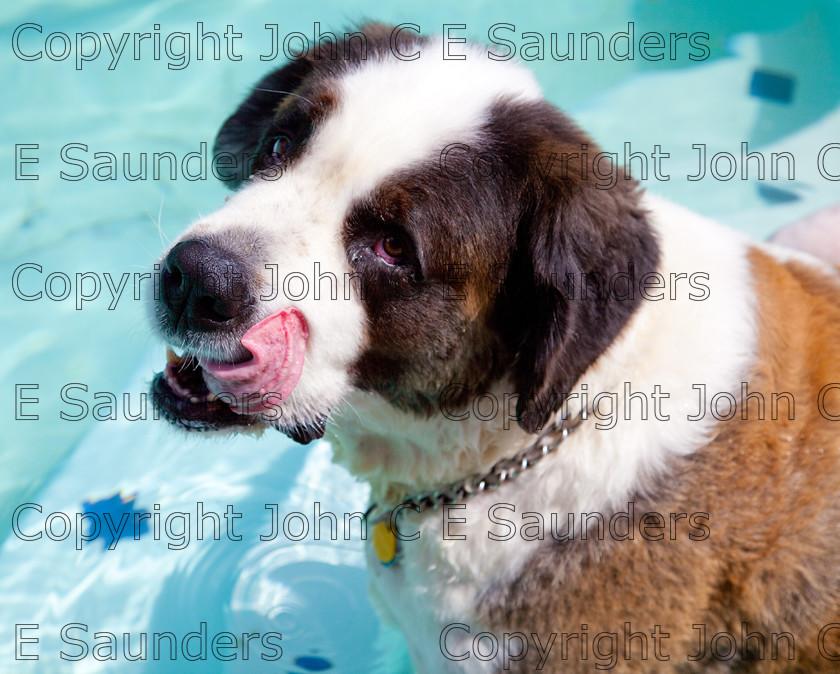 IMG 3860 
 A Saint Bernard dog enjoying the sunshine. 
 Keywords: Saint Bernard, animal, brown, dog, fur, hound, large, one, pet, snout, tame, white