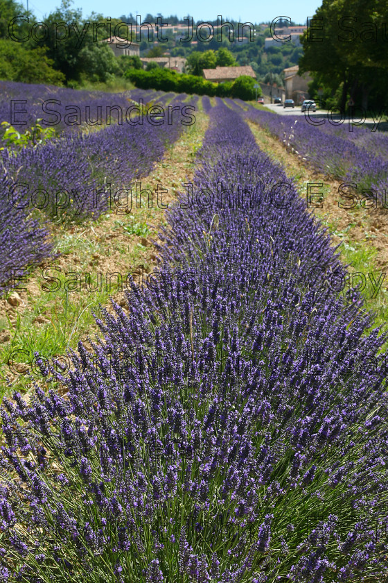 IMG 9328 
 Lavender 02 
 Keywords: lavender,farming,row,field,France,rural,agriculture,flowers,scent,French,scenic,growing