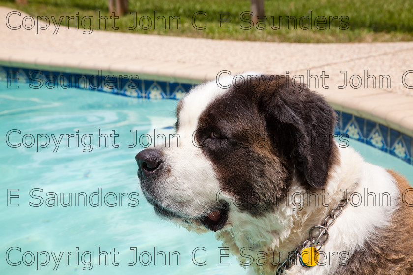 IMG 3906 
 A Saint Bernard dog enjoying the sunshine. 
 Keywords: Saint Bernard, animal, brown, dog, fur, hound, large, one, pet, snout, tame, white