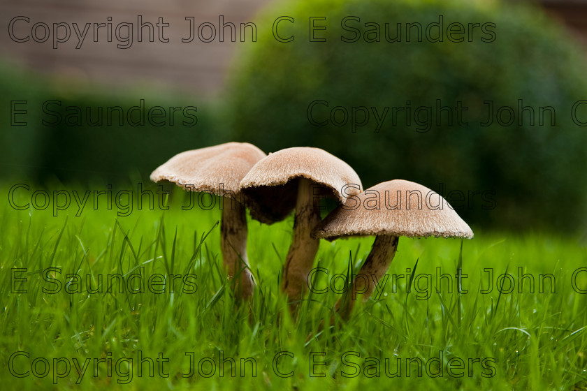IMG 0440 
 Three little mushrooms 
 Keywords: mushroom,mushrooms,fungi,brown,growing,edible,raw,ripe,grass,green,lawn,garden,ingredient,food,autumn