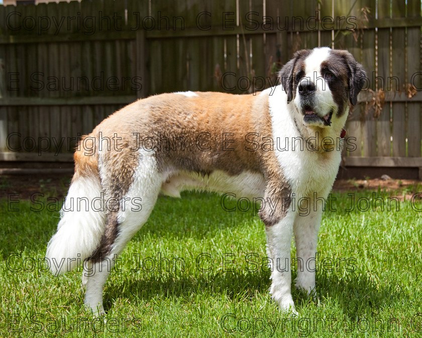 IMG 3990 
 A Saint Bernard dog enjoying the sunshine. 
 Keywords: Saint Bernard, animal, brown, dog, fur, hound, large, one, pet, snout, tame, white