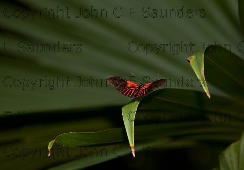 IMG 2929 
 A Red Postman Butterfly (Heliconius Erato Lativitta) perching on a leaf 
 Keywords: Nature, Small, abdomen, animal, black, butterfly, colorful, ecuador, erato, fauna, heliconius, insect, lativitta, leaf, pattern, perching, postman, red, wildlife, wings