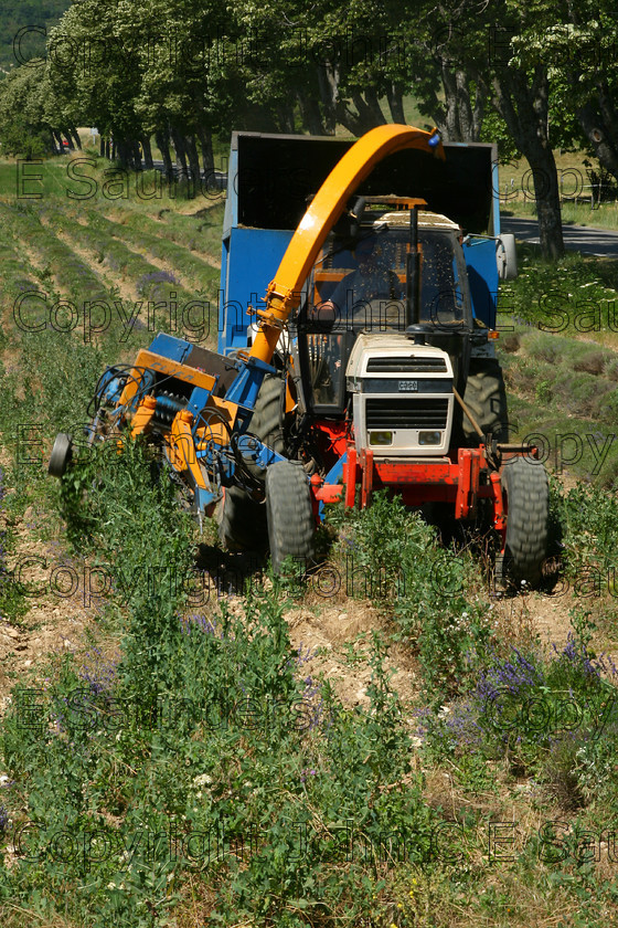 IMG 9332 
 Tractor 
 Keywords: tractor,farming,harvest,lavender,field,France