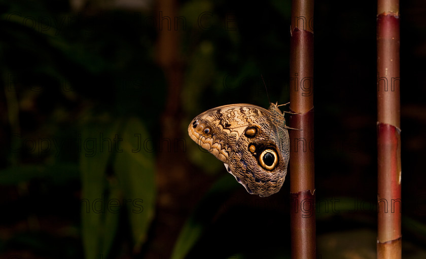 IMG 2886 
 A Tawny Owl Butterfly (Caligo Memnon) resting on bamboo stem 
 Keywords: Nature, Small, abdomen, animal, bamboo, black, brown, butterfly, caligo, colorful, fauna, insect, memnon, owl, pattern, resting, spots, tawny, wildlife, wings