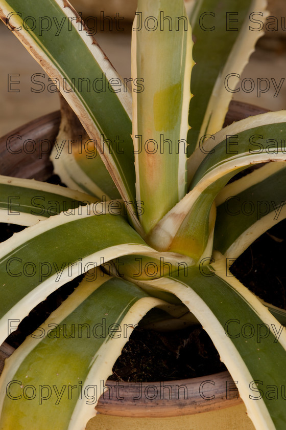 IMG 8628 
 Agave 
 Keywords: agave,cactus,plant,leaf,pot,succulent,flora,green,white,stripe,variegated,thorn
