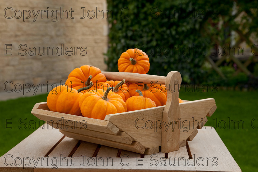 IMG 0412 
 Pumpkins 
 Keywords: pumpkins,orange,small,vegetables,fruits,several,round,spherical,fresh,ripe,harvested,plenty,halloween,autumn