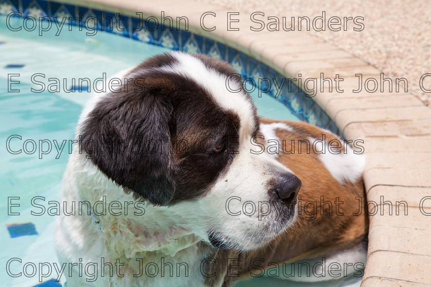 IMG 3904 
 A Saint Bernard dog enjoying the sunshine. 
 Keywords: Saint Bernard, animal, brown, dog, fur, hound, large, one, pet, snout, tame, white
