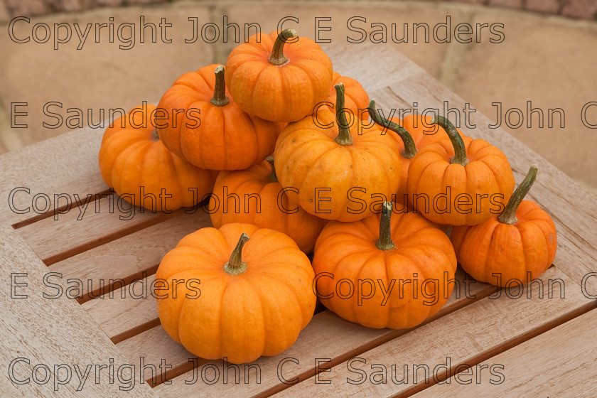 IMG 0403 
 Stack of pumpkins 
 Keywords: pumpkins,orange,small,vegetables,fruits,several,round,spherical,fresh,ripe,harvested,plenty,halloween,autumn