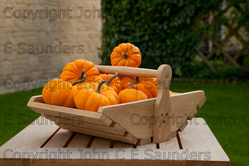 IMG 0411 
 Pumpkins 
 Keywords: pumpkins,orange,small,vegetables,fruits,several,round,spherical,fresh,ripe,harvested,plenty,halloween,autumn