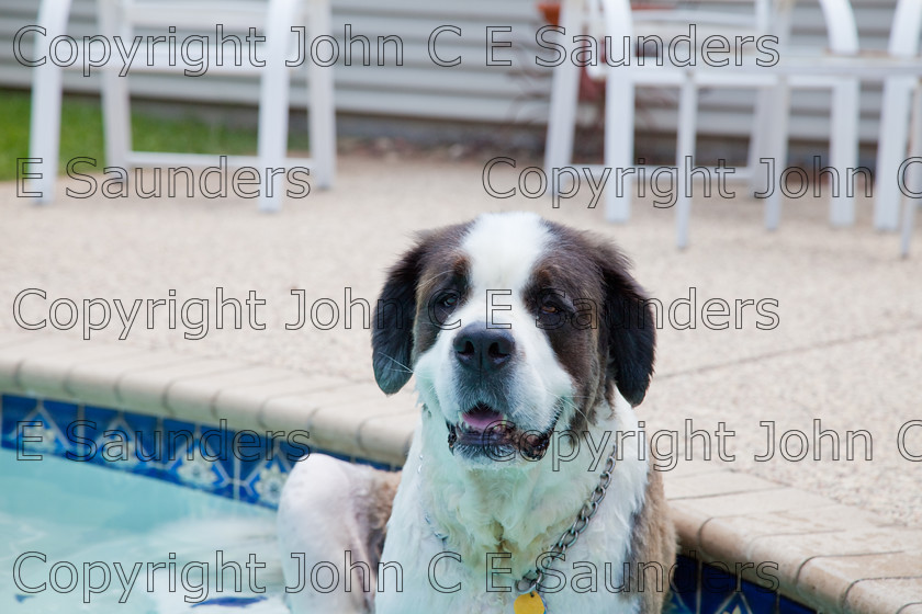 IMG 3853 
 A Saint Bernard dog enjoying the sunshine. 
 Keywords: Saint Bernard, animal, brown, dog, fur, hound, large, one, pet, snout, tame, white