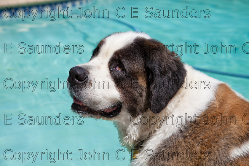 IMG 3868 
 A Saint Bernard dog enjoying the sunshine. 
 Keywords: Saint Bernard, animal, brown, dog, fur, hound, large, one, pet, snout, tame, white