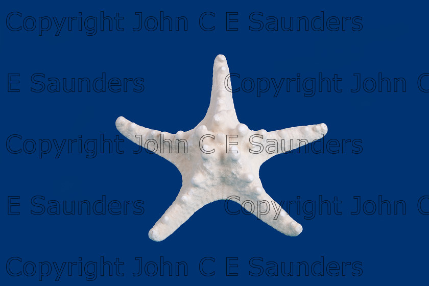 IMG 1675-Edit 
 Starfish isolated on dark blue 
 Keywords: starfish,echinoderm,shellfish,exoskeleton,five,arm,symmetry,sea,beach,coast,ocean,pattern,shape,sea creature,marine life,white,blue,background,isolated
