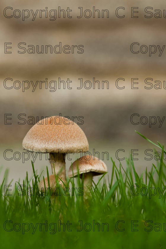 IMG 0424 
 Mushrooms sprouting 
 Keywords: mushroom,mushrooms,fungi,brown,growing,edible,raw,ripe,grass,green,lawn,garden,ingredient,food,autumn