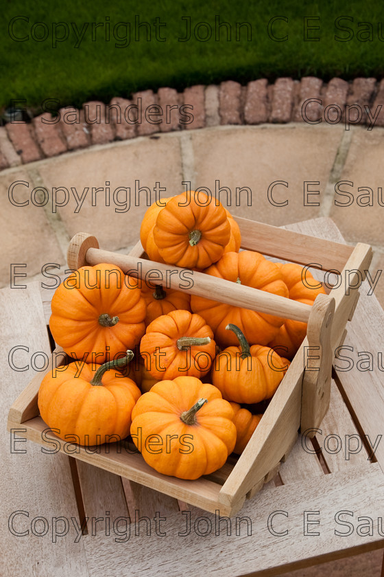 IMG 0418 
 Pumpkins in trough 
 Keywords: pumpkins,orange,small,vegetables,fruits,several,round,spherical,fresh,ripe,harvested,plenty