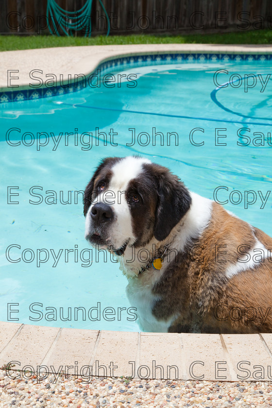 IMG 3927 
 A Saint Bernard dog enjoying the sunshine. 
 Keywords: Saint Bernard, animal, brown, dog, fur, hound, large, one, pet, snout, tame, white
